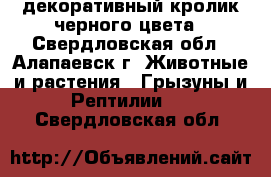 декоративный кролик черного цвета - Свердловская обл., Алапаевск г. Животные и растения » Грызуны и Рептилии   . Свердловская обл.